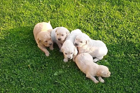 Golden retriever - piękne szczeniaki warto zobaczy
