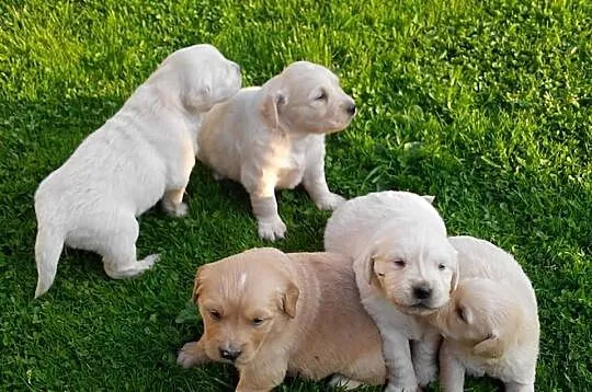 Golden retriever - piękne szczeniaki warto zobaczy