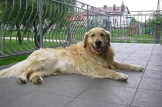 Golden retriever - piękne szczeniaki warto zobaczy