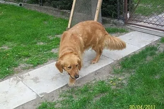 Golden retriever - piękne szczeniaki warto zobaczy