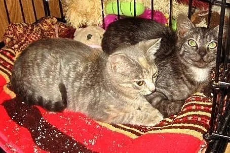 Dwie kociczki srebrna i dymna 2 miesieczne,adopcja