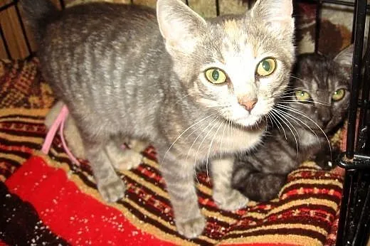 Dwie kociczki srebrna i dymna 2 miesieczne,adopcja