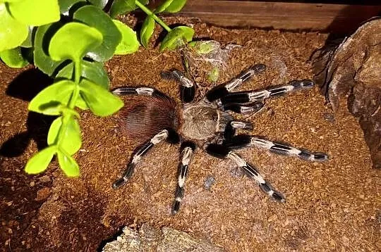 Ptasznik Nhandu Chromatus, Opolskie, Ozimek