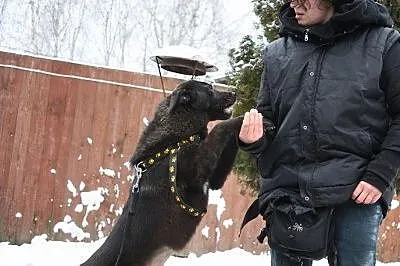 Cudowna, żywiołowa sunia do adopcji