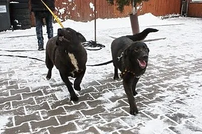 Cudowna, żywiołowa sunia do adopcji