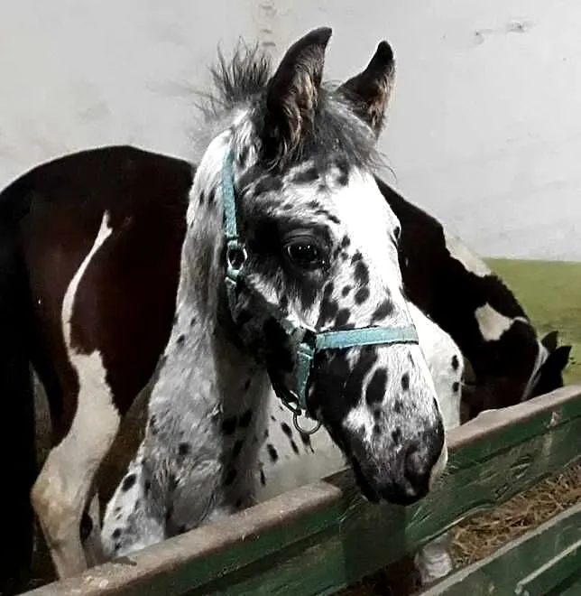 Sprzedam ogierka taranta, Wielkopolskie, Łopienno