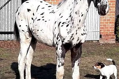 Sprzedam ogierka taranta, Wielkopolskie, Łopienno