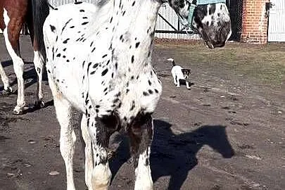Sprzedam ogierka taranta, Wielkopolskie, Łopienno