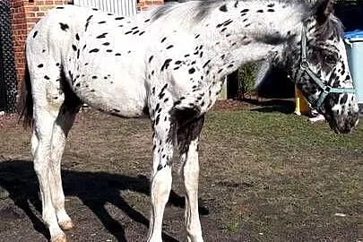 Sprzedam ogierka taranta, Wielkopolskie, Łopienno