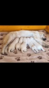 Golden Retriever Piękne zarejestrowane szczenięta na sprzedaż, Mazowieckie, Warszawa