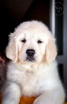 Golden Retriever Piękne zarejestrowane szczenięta na sprzedaż