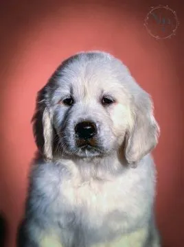 Golden Retriever Piękne zarejestrowane szczenięta na sprzedaż, Mazowieckie, Warszawa