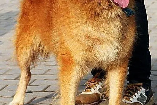 ORZECH piękny, spokojny, towarzyski, większy pies 