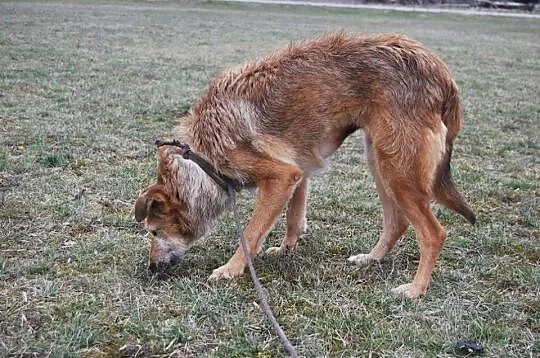 Bezkonfliktowa, spokojna Cola PILNIE szuka domu ch