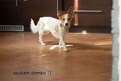 Urocza CHMURKA szuka domku :),  Kundelki cała Pols