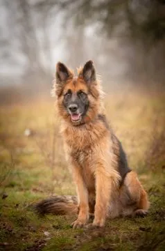 Ares - młody przepiękny owczarek szuka spokojnego domu!  Ares jest młodym (ok. 2.5 roku), przepiękny, , Warszawa