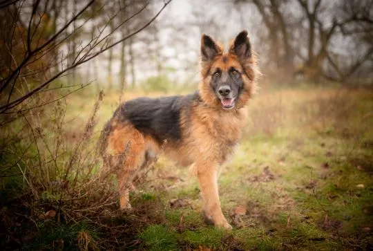 Ares - młody przepiękny owczarek szuka spokojnego domu!  Ares jest młodym (ok. 2.5 roku), przepiękny, , Warszawa