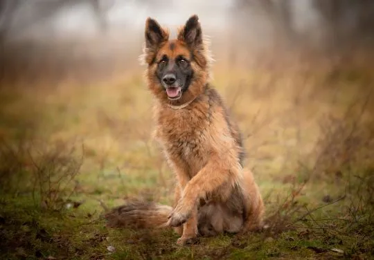 Ares - młody przepiękny owczarek szuka spokojnego domu!  Ares jest młodym (ok. 2.5 roku), przepiękny, , Warszawa