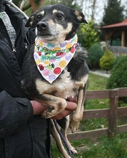 Malutka, spokojna sunia szuka kochającej rodziny!, Łódzkie, Łódź