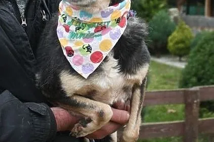 Malutka, spokojna sunia szuka kochającej rodziny!, Łódzkie, Łódź