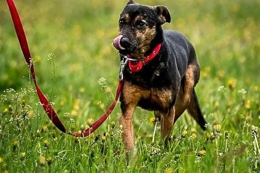 KRUKI - cudny, pokojowy piesek nakolankowy,  mazow