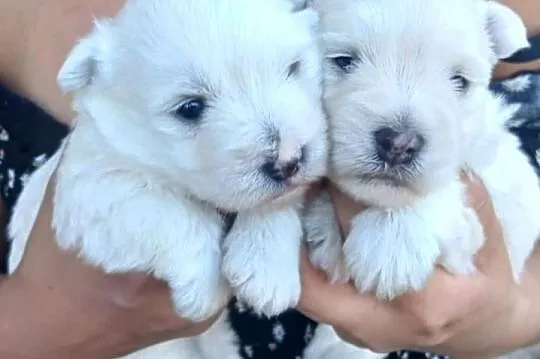 west highland white terrier szczeniaki z rodowodamin