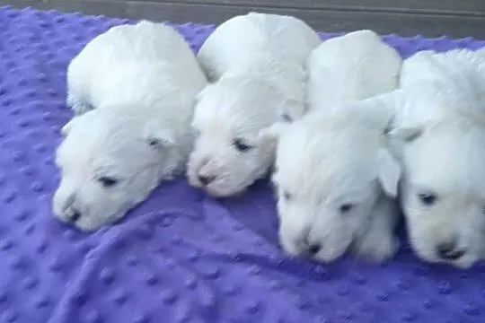 west highland white terrier szczeniaki z rodowodamin, Podkarpackie, Dębica