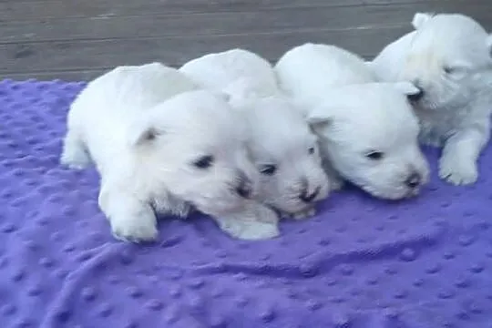 west highland white terrier szczeniaki z rodowodamin, Podkarpackie, Dębica