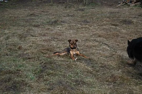 Młoda Saba, idealna towarzyszka dla osoby aktywnej