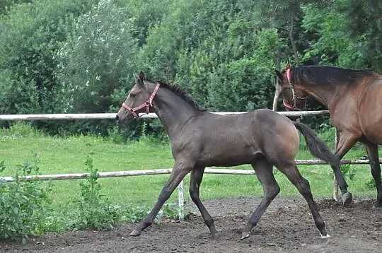 Piękna SZLACHETNA klaczka, odsadek do odbioru !, Mazowieckie, Mogielnica