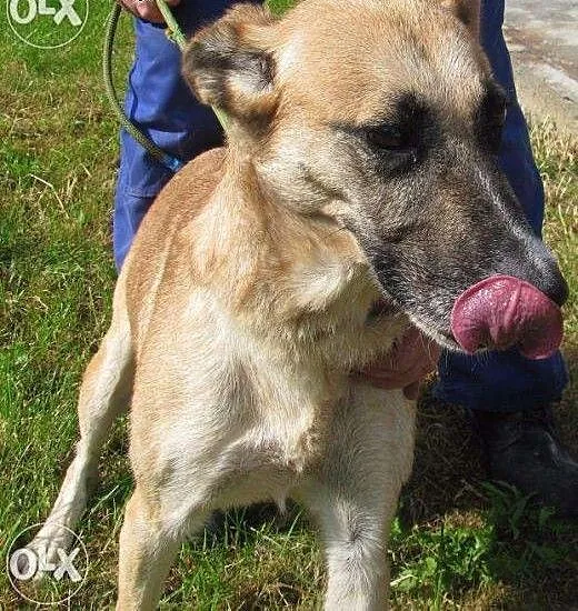 Tosia do adopcji , małopolskie Kraków
