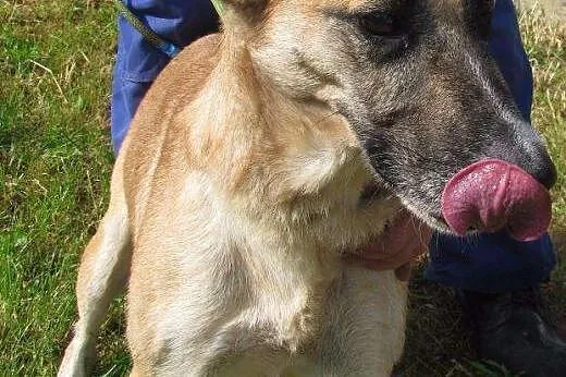 Tosia do adopcji ,  małopolskie Kraków