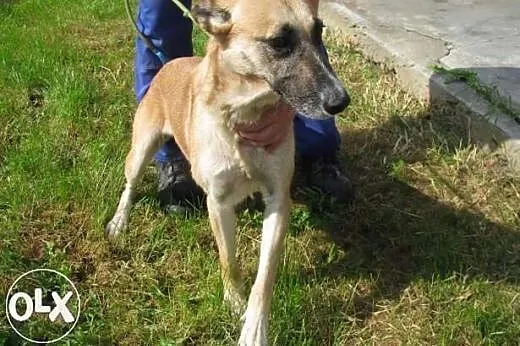 Tosia do adopcji ,  małopolskie Kraków