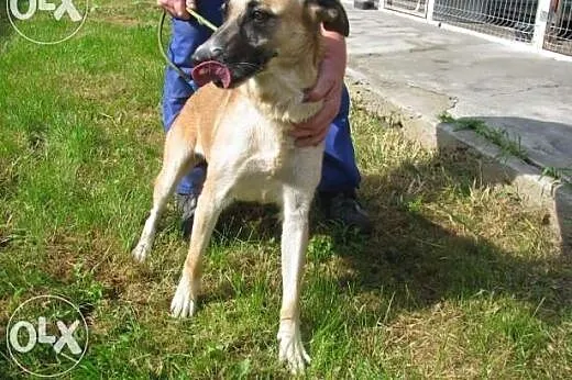 Tosia do adopcji ,  małopolskie Kraków