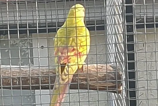 Papuga Górska Pastel