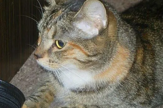 Złota burasia Jagódka do adopcji!!!,  łódzkie Łódź