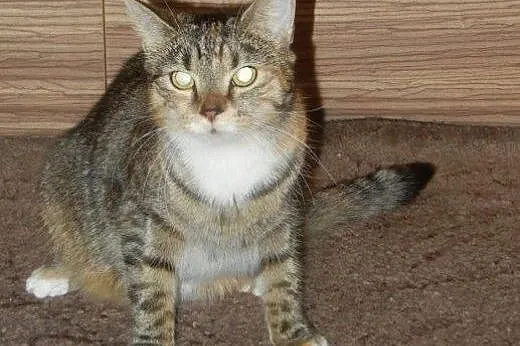 Złota burasia Jagódka do adopcji!!!,  łódzkie Łódź