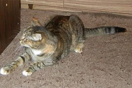 Złota burasia Jagódka do adopcji!!!,  łódzkie Łódź
