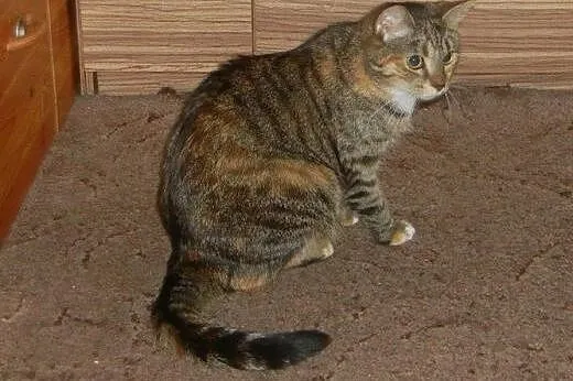 Złota burasia Jagódka do adopcji!!!,  łódzkie Łódź