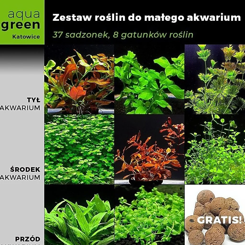 Zestaw roślin do małego akwarium, 37 sadzonek, 8 gatunków +GRATIS, Śląskie, Katowice
