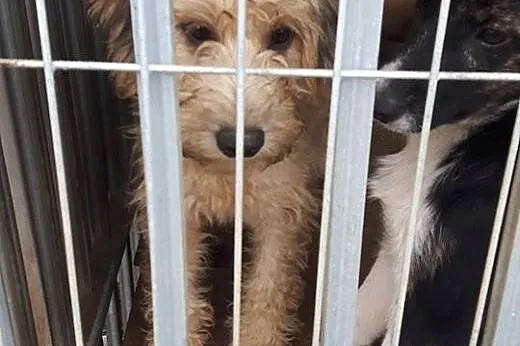 Buli psiak w typie teriera szuka pilnie domu ocal 