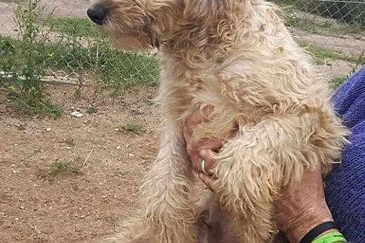 Buli psiak w typie teriera szuka pilnie domu ocal 