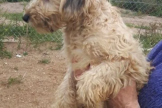 Buli psiak w typie teriera szuka pilnie domu ocal 