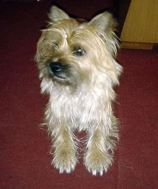 CAIRN-TERRIER z rodowodem-3 lata, wielkopolskie P