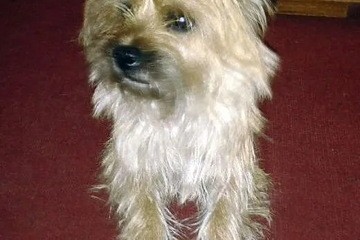 CAIRN-TERRIER z rodowodem-3 lata,  wielkopolskie P