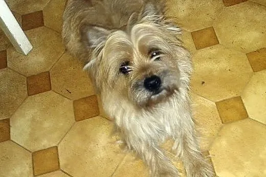 CAIRN-TERRIER z rodowodem-3 lata,  wielkopolskie P