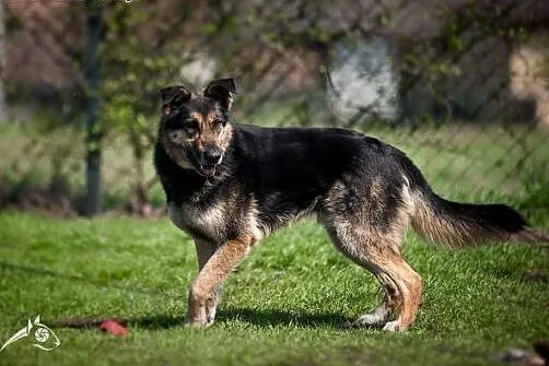Leo - dostarczy ci nieskończoną ilość radości:) , 