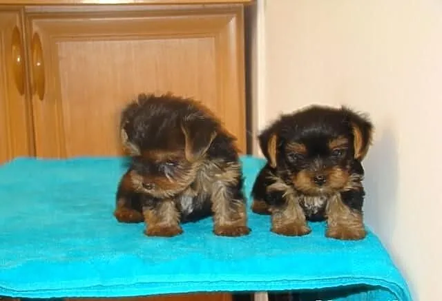 Yorkshire terrier