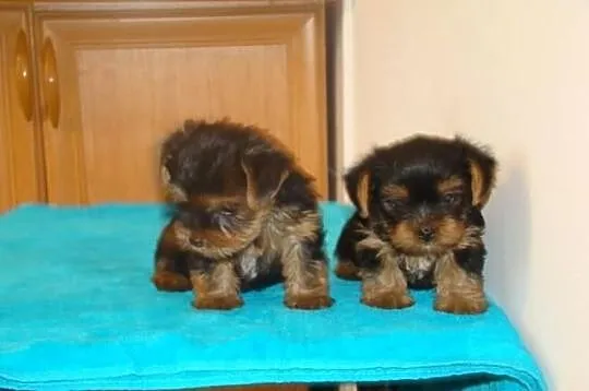 Yorkshire terrier