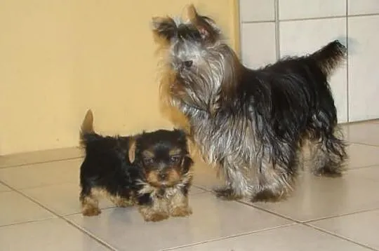 Yorkshire terrier